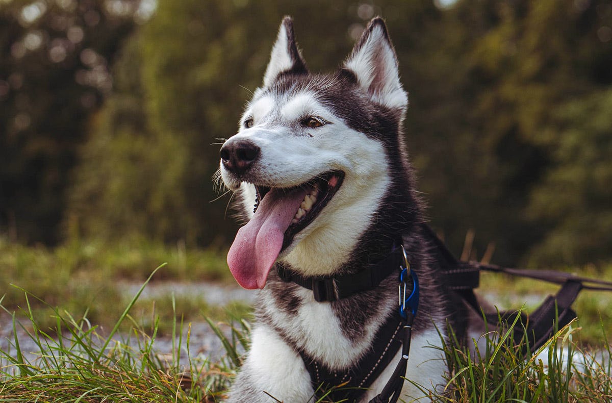 Husky Wanderung Althütte