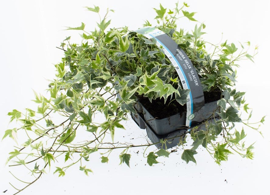 Klimop (Hedera helix 'Glacier') sixpack D 9 H 15 cm