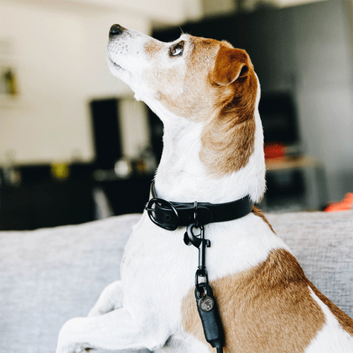 Kentucky Dogwear Soft Rubber Hondenhalsband