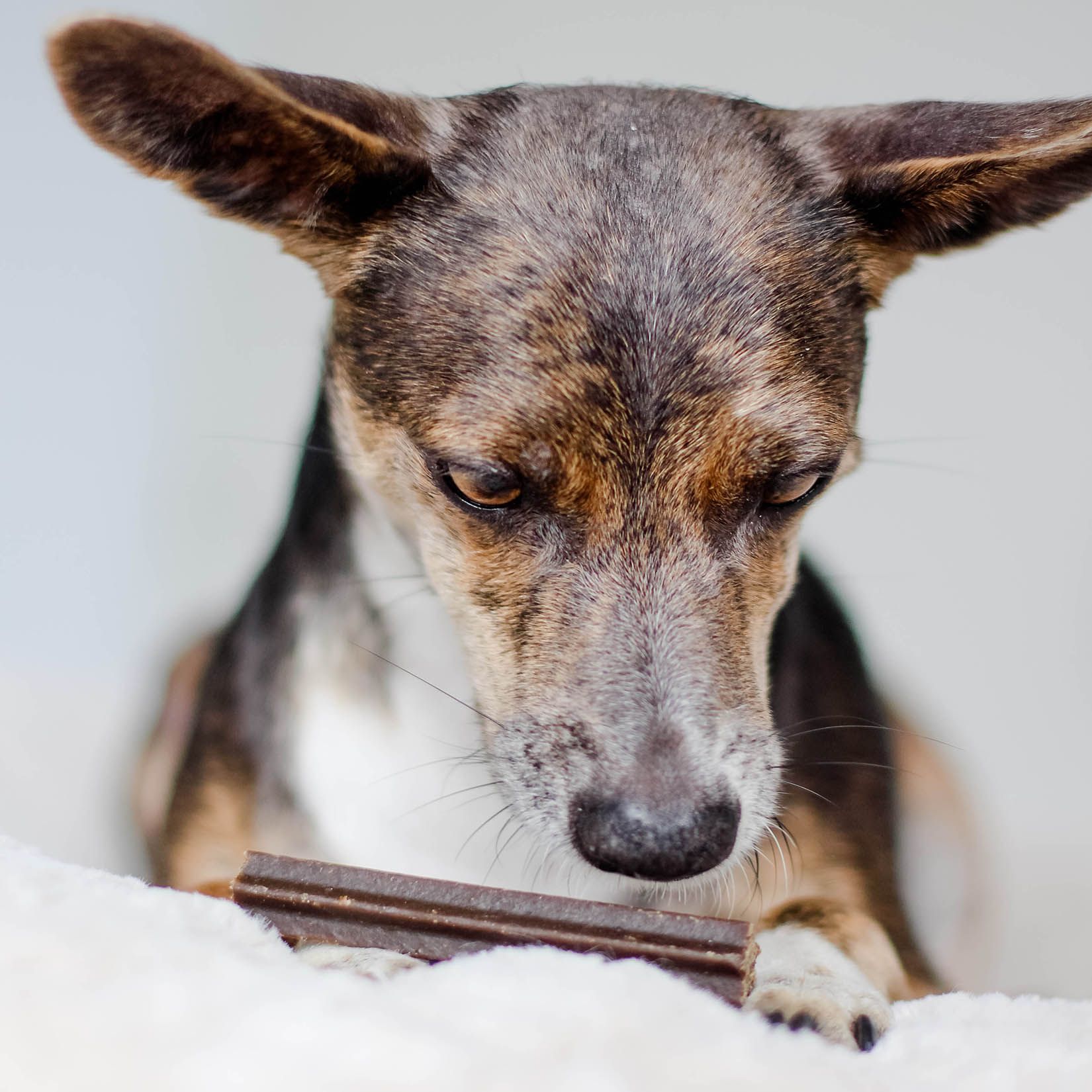 Bellfor Dental Sticks natürliche Zahnreinigung für Hunde