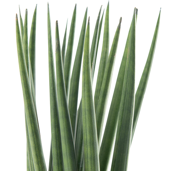 Sanseveria cylindrica spaghetti - pot D12cm