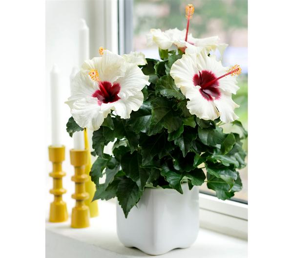Zimmerhibiskus - Hibiscus rosa-sinensis
