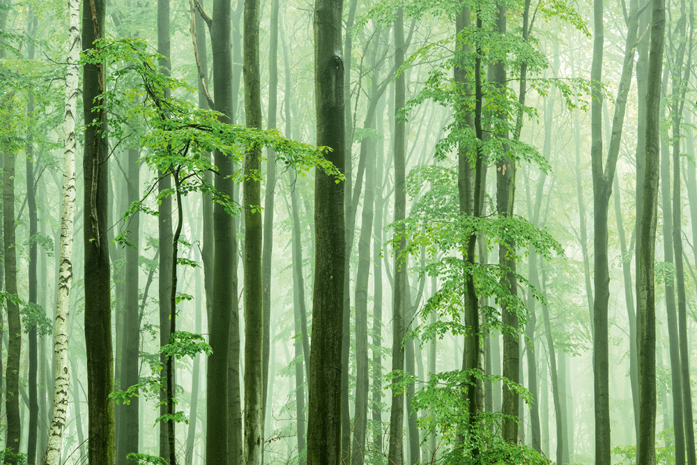 Akustikbild WALDSTIMMUNG 80x120cm, 7kg