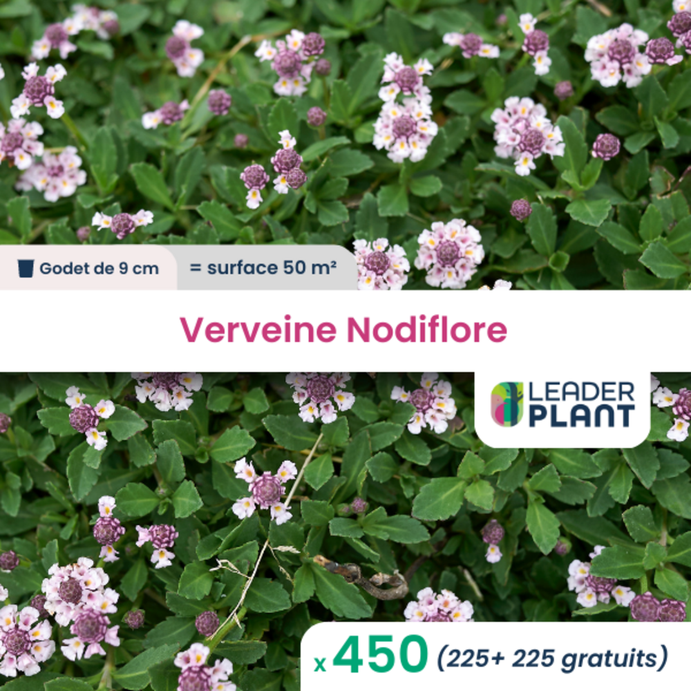 450 x verveine nodiflore en godet
