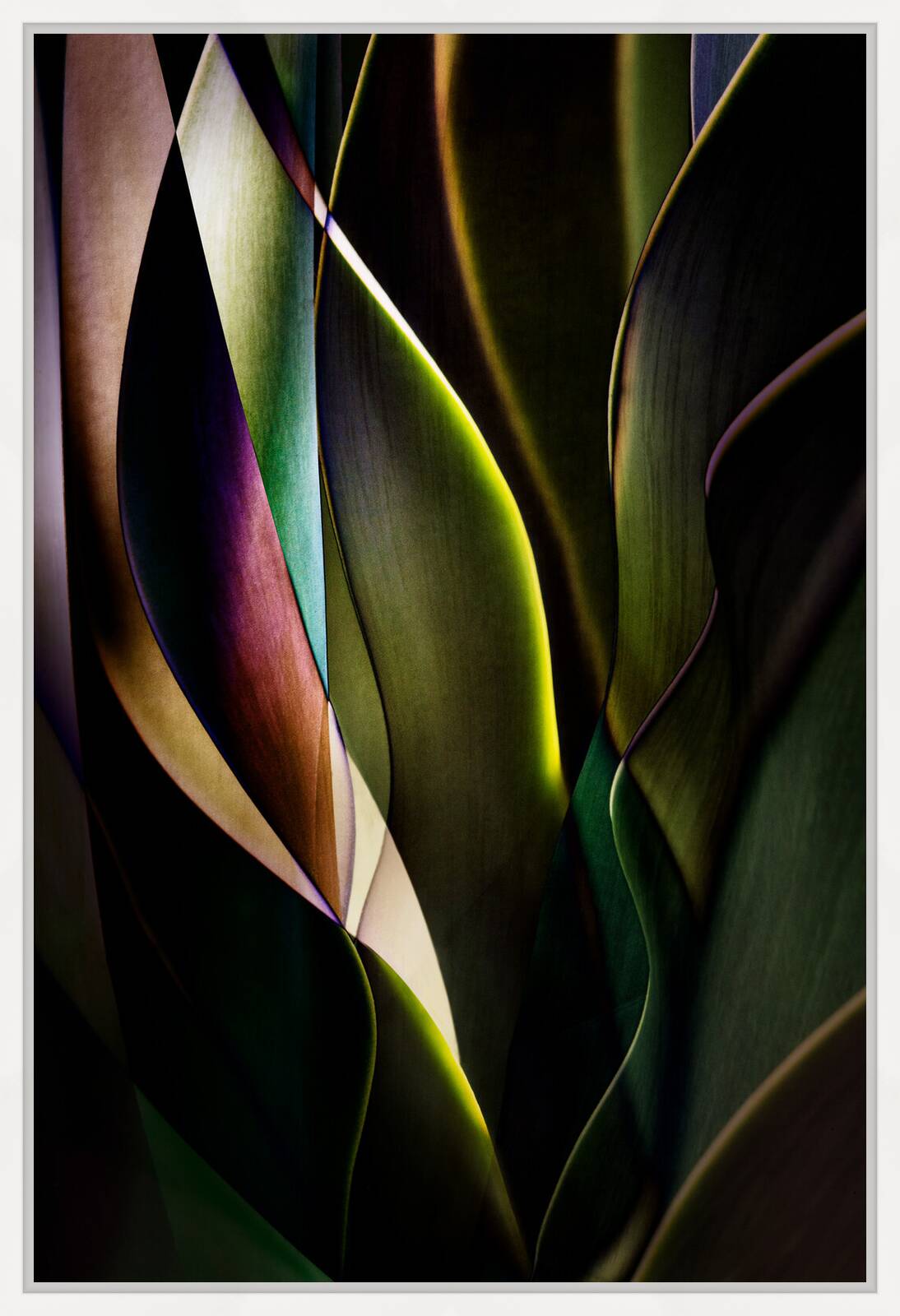Cactus Abstraction 04 by Ed Freeman - Limited Edition. Edition of: 150. Signed.