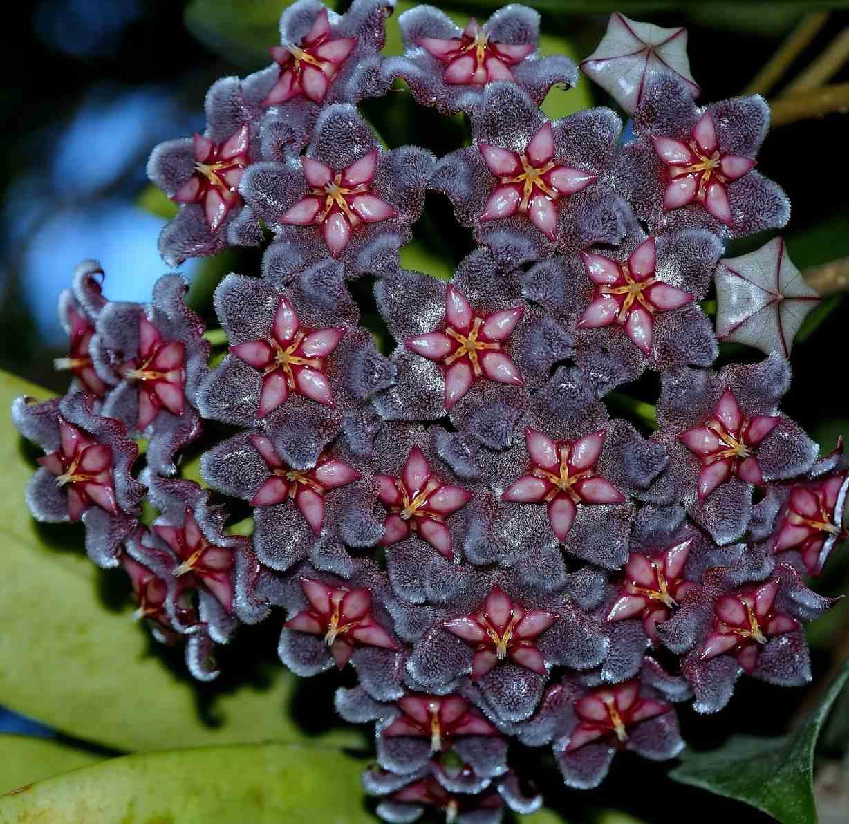 Hoya pubicalyx black dragon (fleur de porcelaine, fleur de cire) noir - taille pot de 2 litres - 20/40 cm