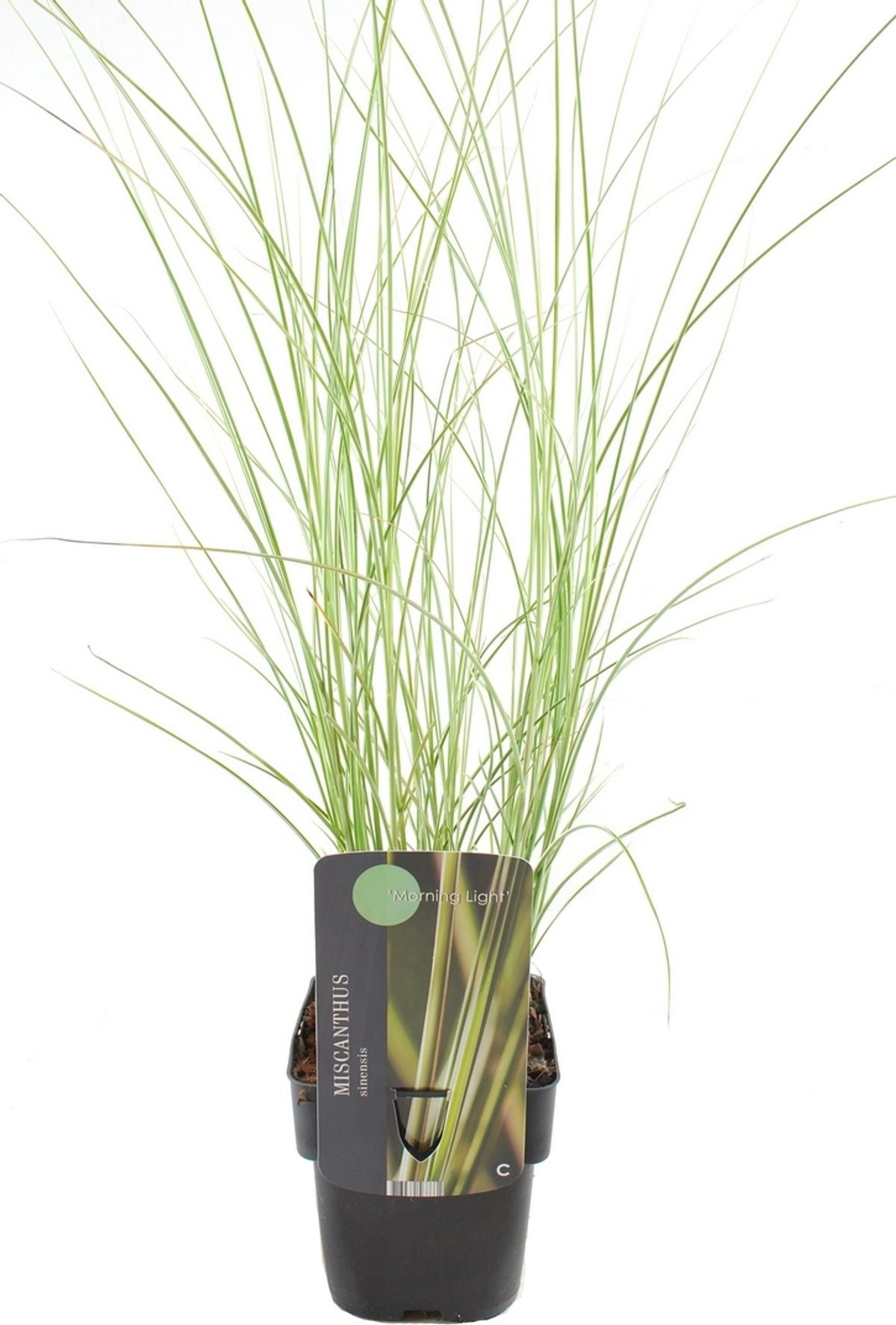 Chinees riet (Miscanthus sinensis 'Morning Light') D 17 H 10 cm