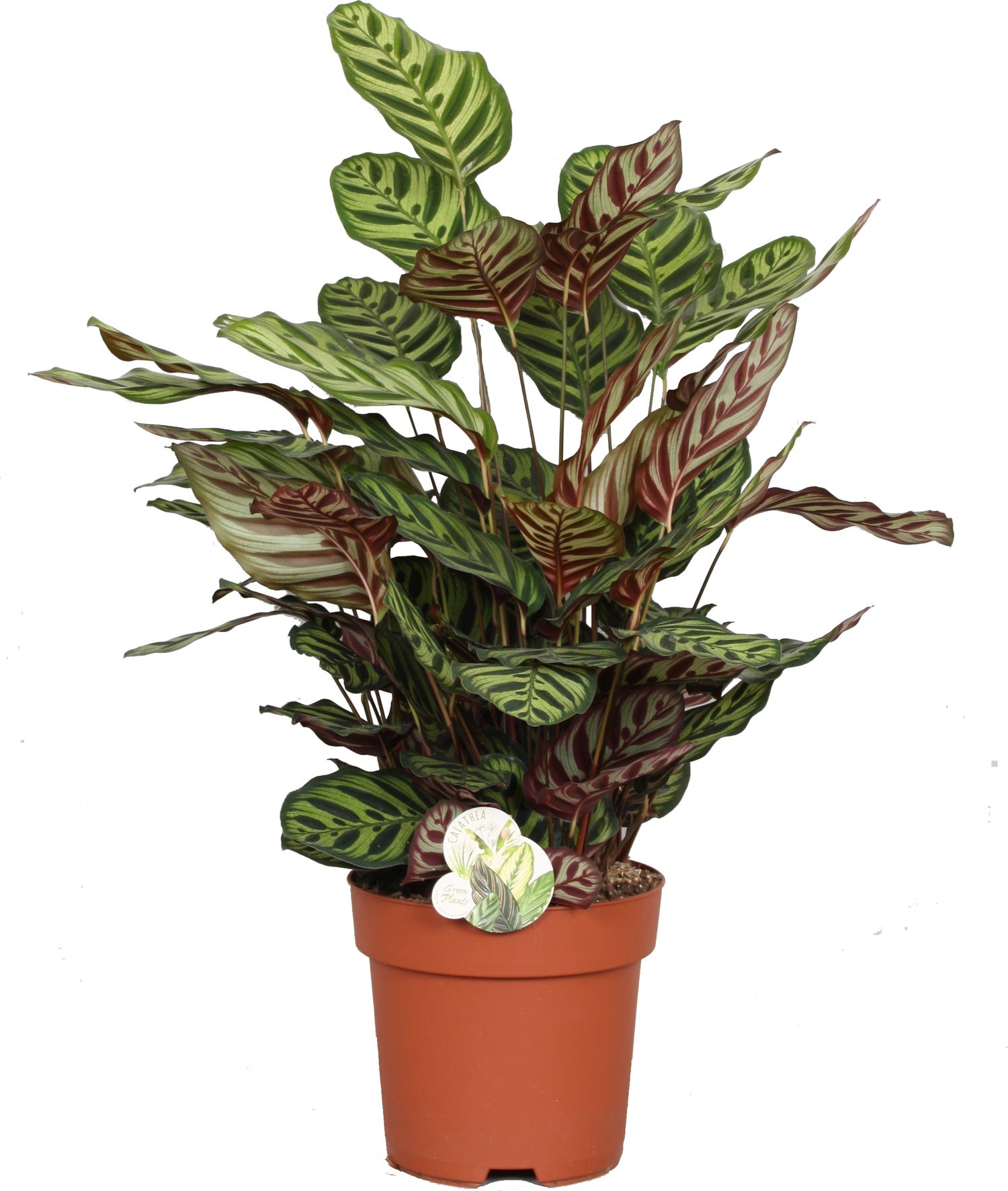 Calathea (Calathea makoyana) D 24 H 80 cm