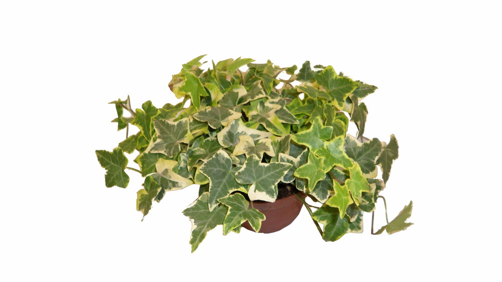 Hedera panaché pot 13 cm