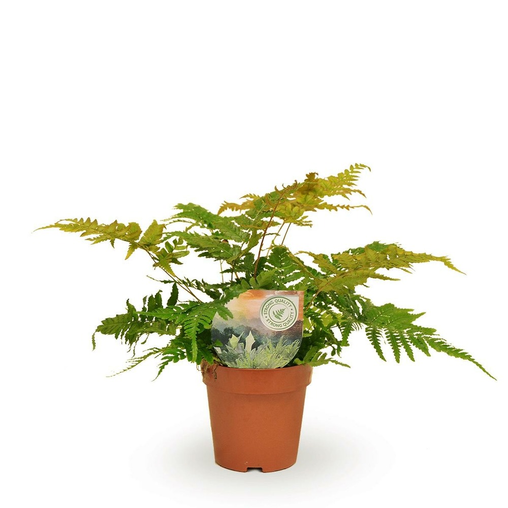 Plante d'intérieur - dryopteris erythrosora 35.0cm