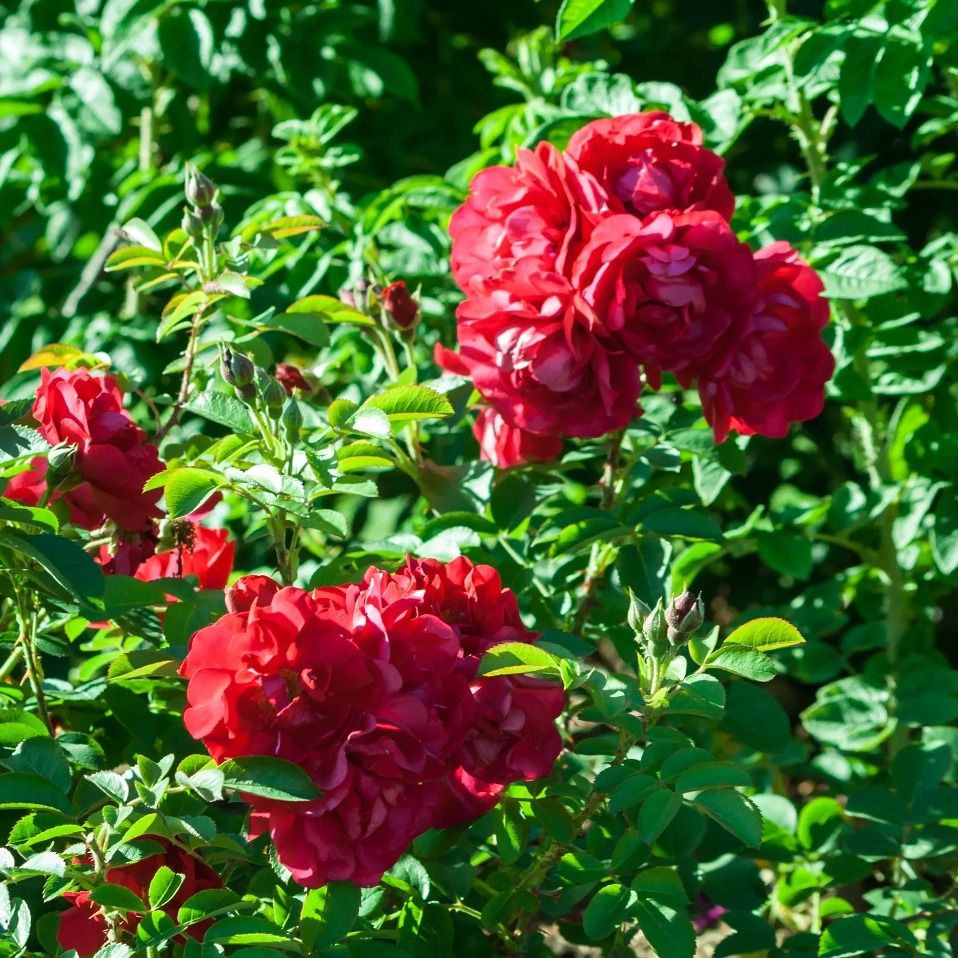 Rosa 'Hansaland' 3L Buskrose HANSALAND Ø19 cm