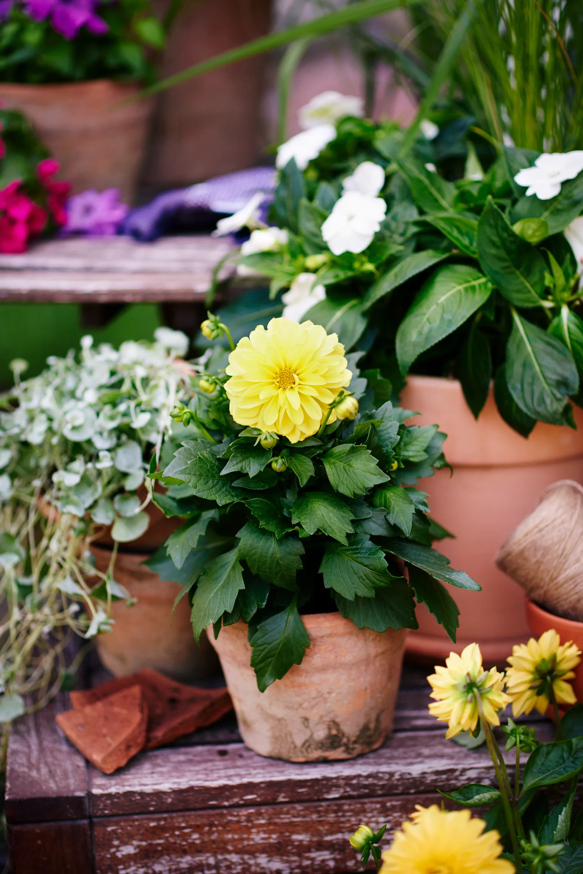 Dahlia Georgine med fylte blomster Ø12 cm