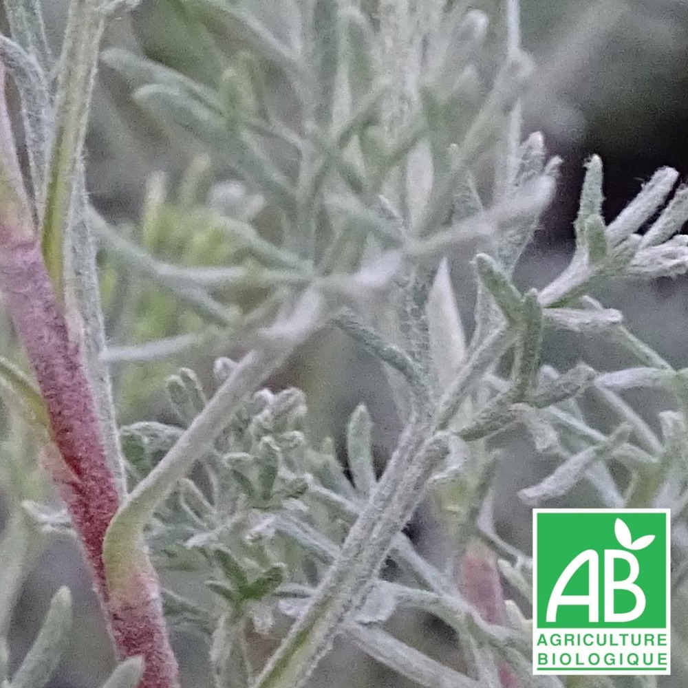Armoise camphrée bio/artemisia alba subsp. Camphorata[-]lot de 3 godets