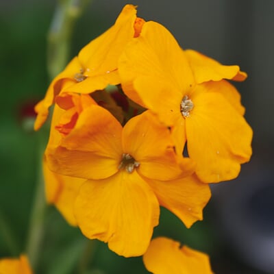 Blumensamen Historischer Goldlack