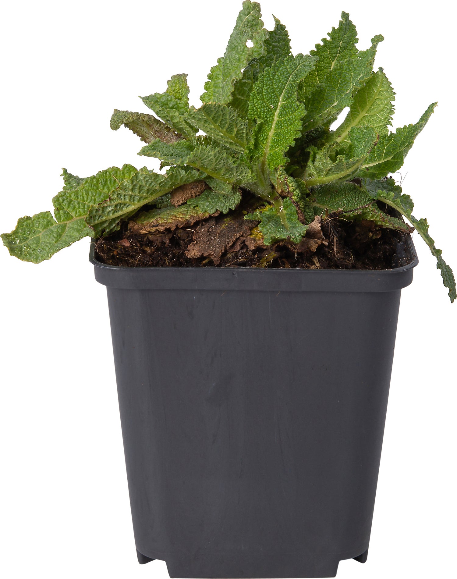 Veldsalie (Salvia pratensis) D 9 H 10 cm