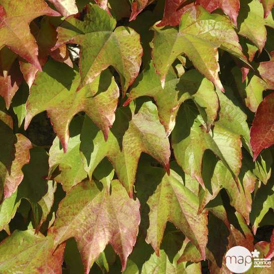 Parthenocissus Veitchii Robusta : ctr de 3 litres