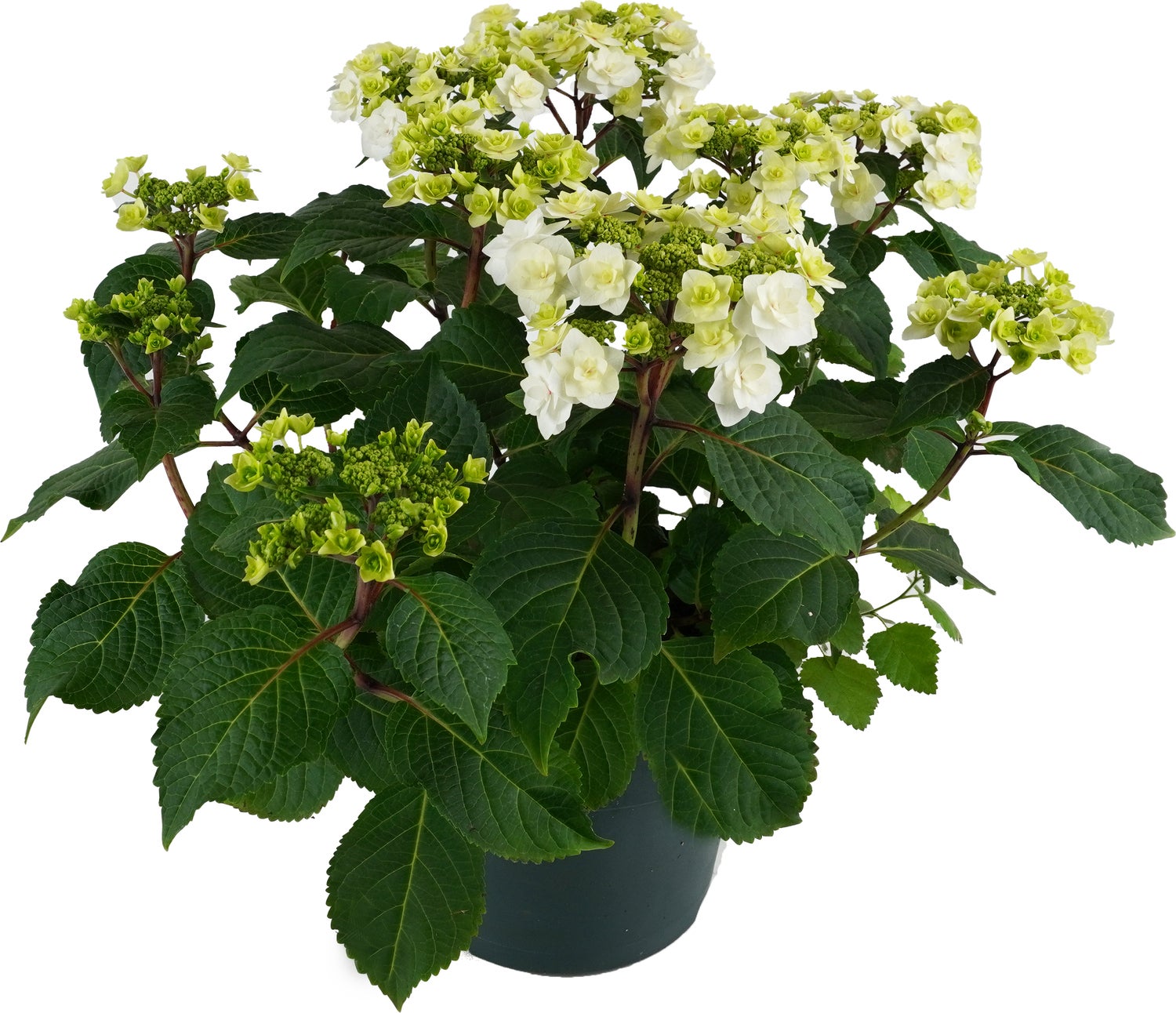 Hortensia (Hydrangea macrophylla 'Wedding Gown') D 23 H 45 cm