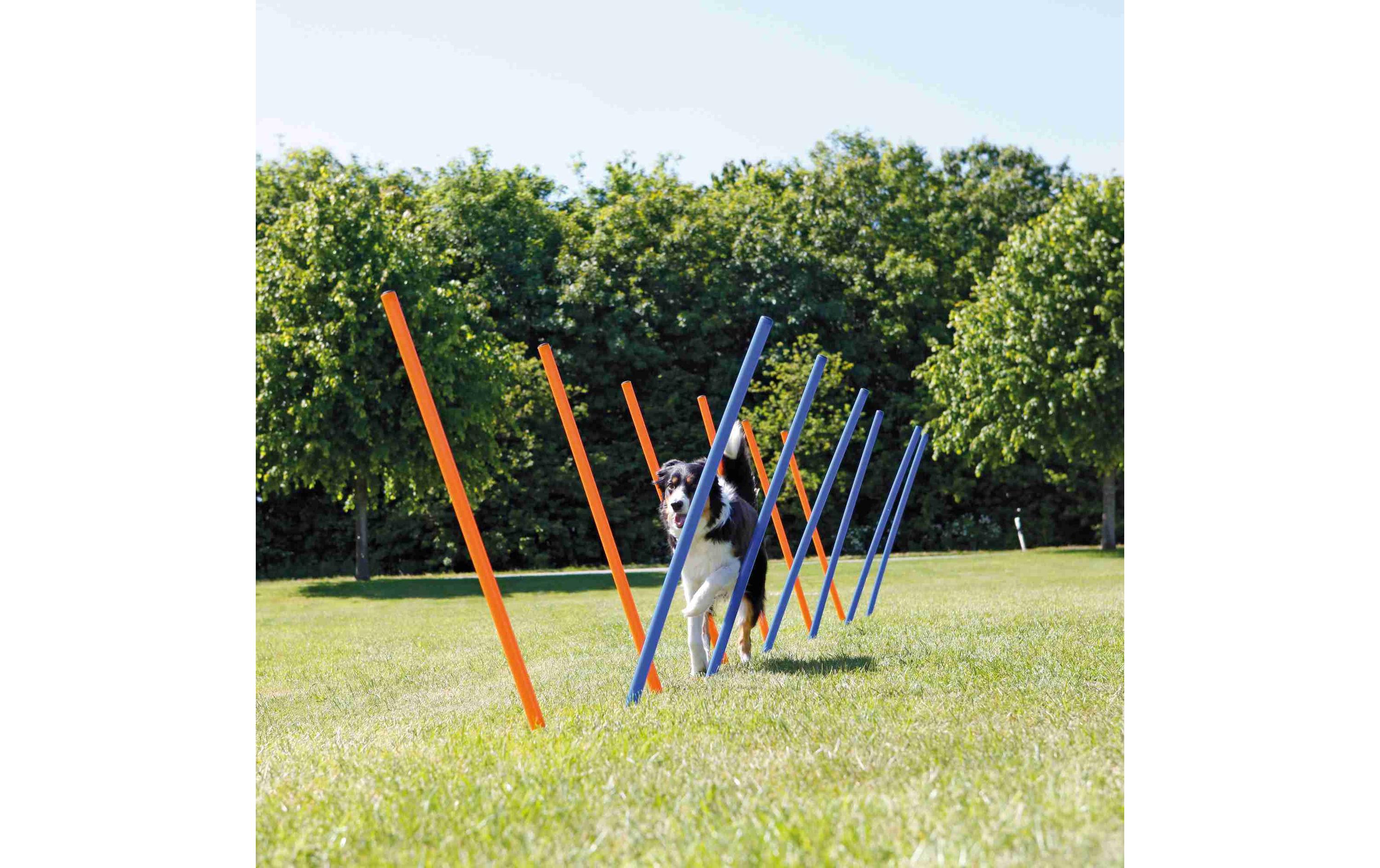 Agility Slalom Dog Activity Set, 12 StangenAgility-Zubehör