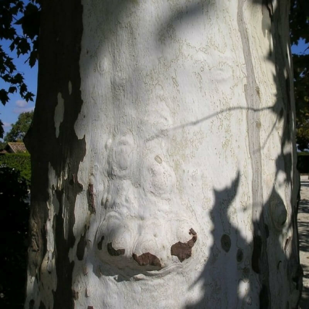 Platane à feuilles d'érable (platanus acerifolia) - godet - taille 20/40cm