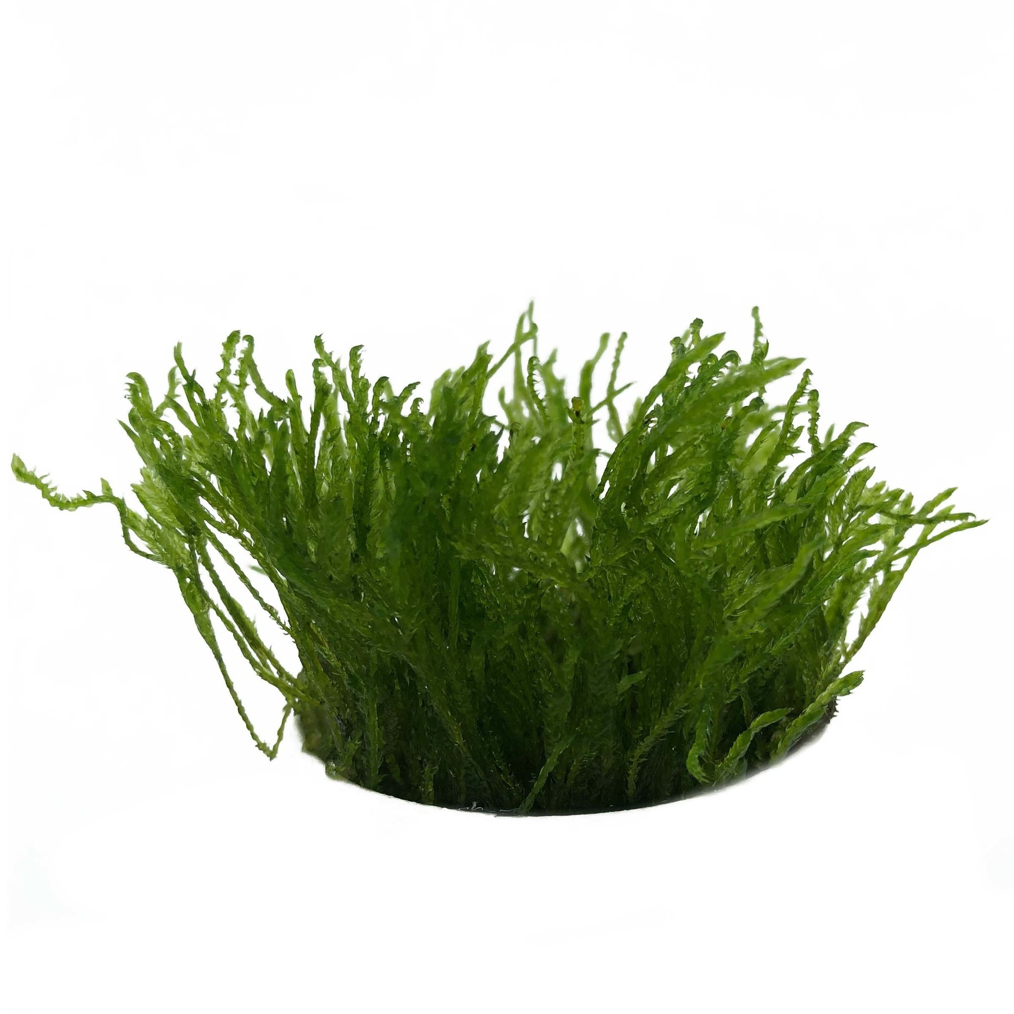 Plantenpakket in vitro bakje