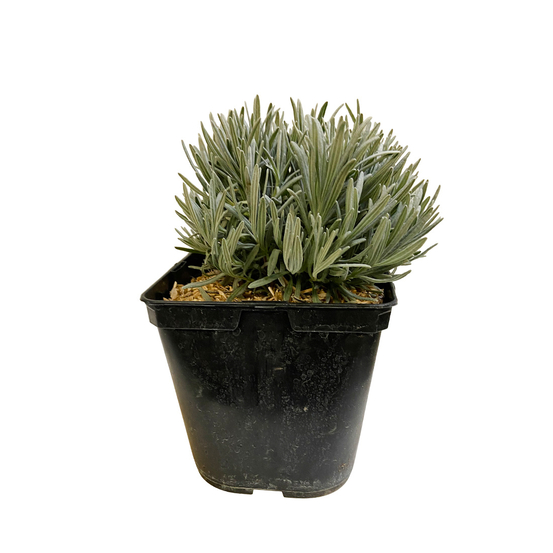 Lavande varié : pot 3 litres