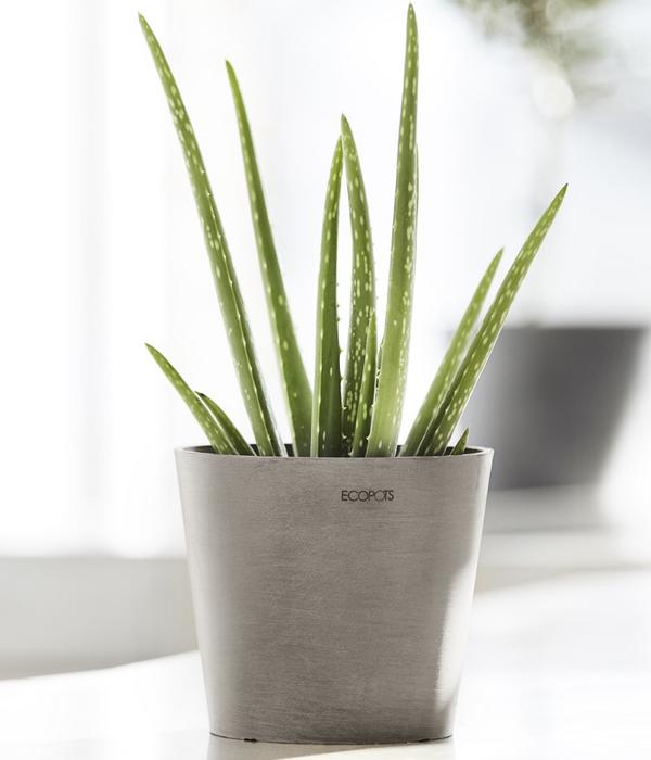 Ecopots Kunststoff-Topf Amsterdam Mini, rund,