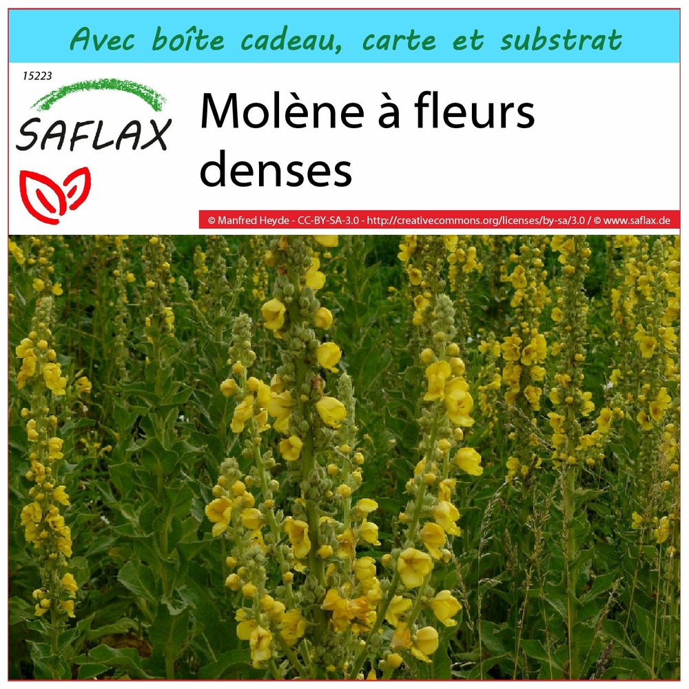 Kit cadeau - molène à fleurs denses - 500 graines - verbascum densiflorum