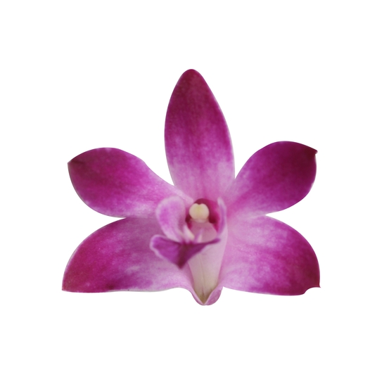 DENDROBIUM BERRY ODA 9+ D12 H40