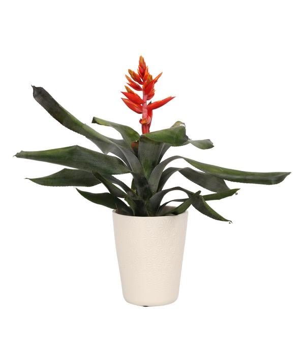 Lanzenrosette - Aechmea pepita 'Elegant
