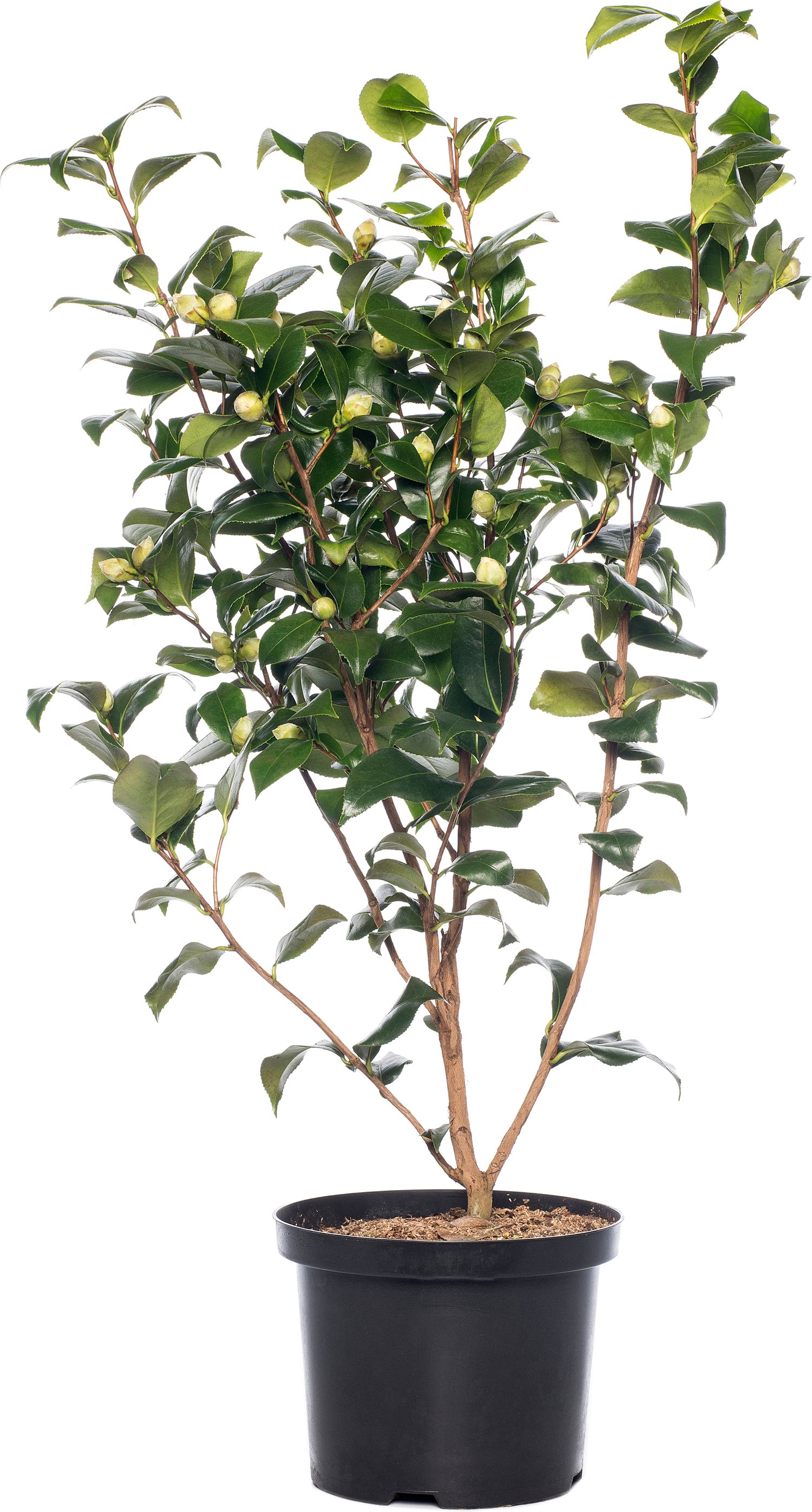 Japanse Roos (Camellia japonica 'Perfection White') H 80-100 cm