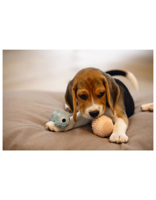 Beeztees Puppy Rubber Dental Bal 5x5x5 cm - Hondenspeelgoed