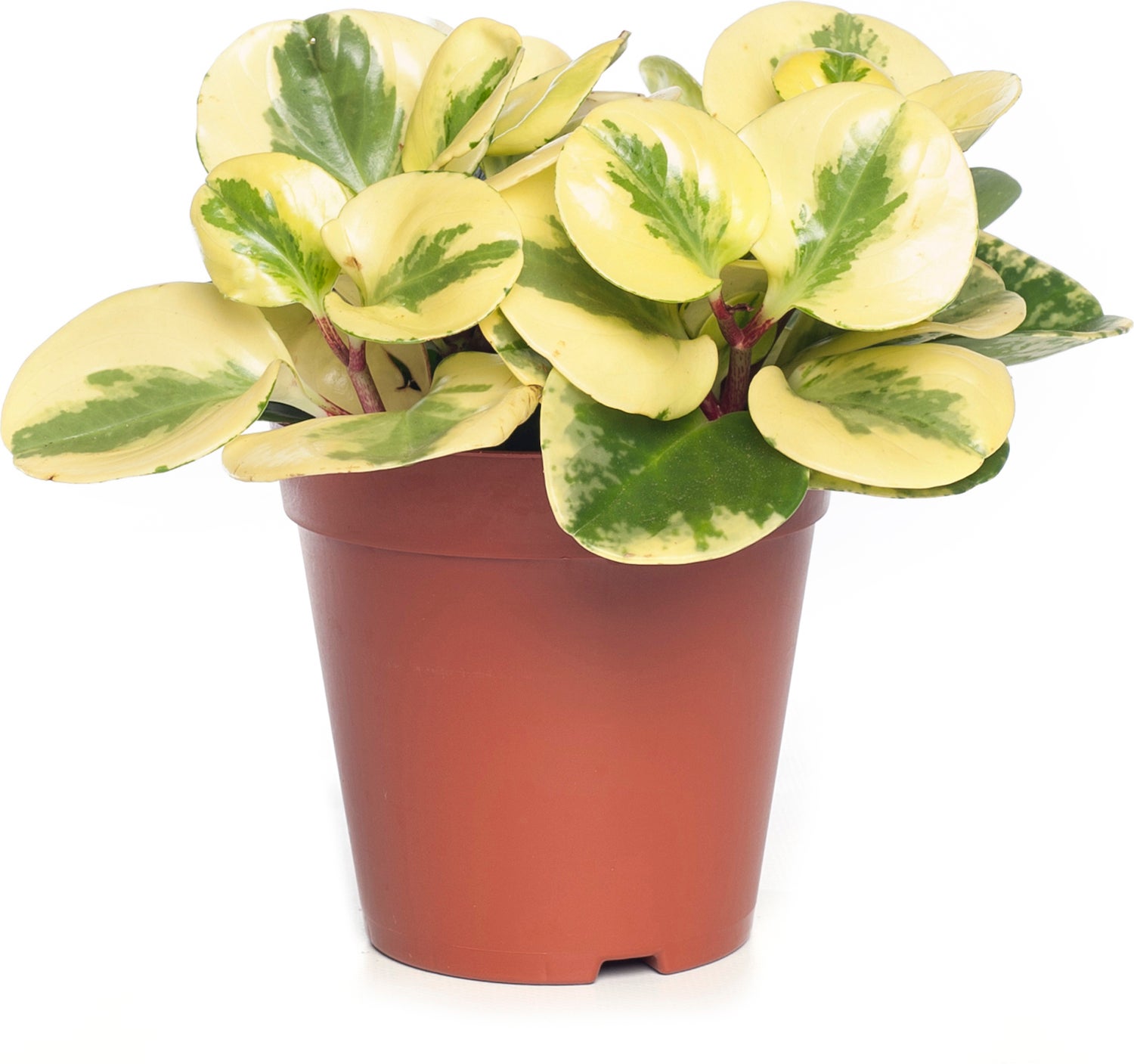 Peperomia (Peperomia obtusifolia 'Green Gold') D 14 H 30 cm