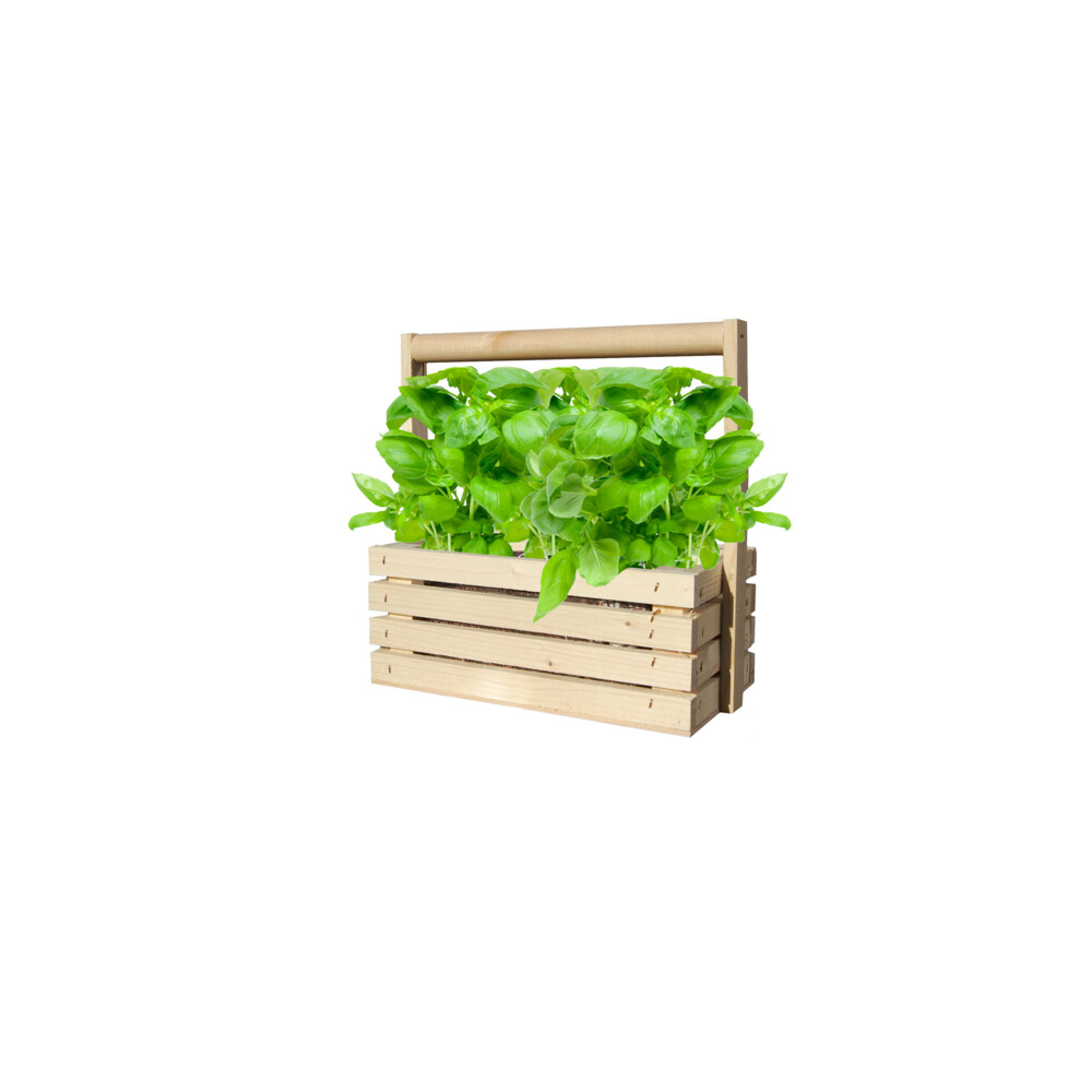 Baza Fresh Farm Basilicum