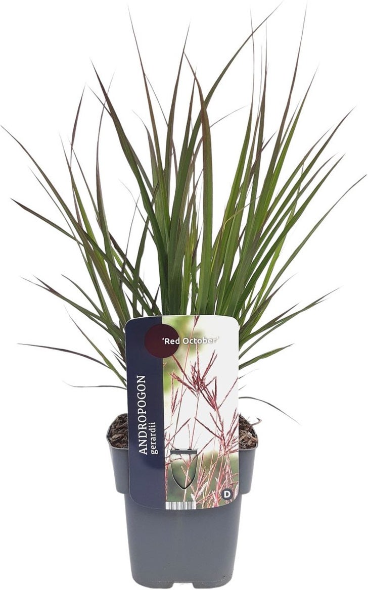 Baardgras (Andropogon gerardii 'Red October') D 17 H 10 cm