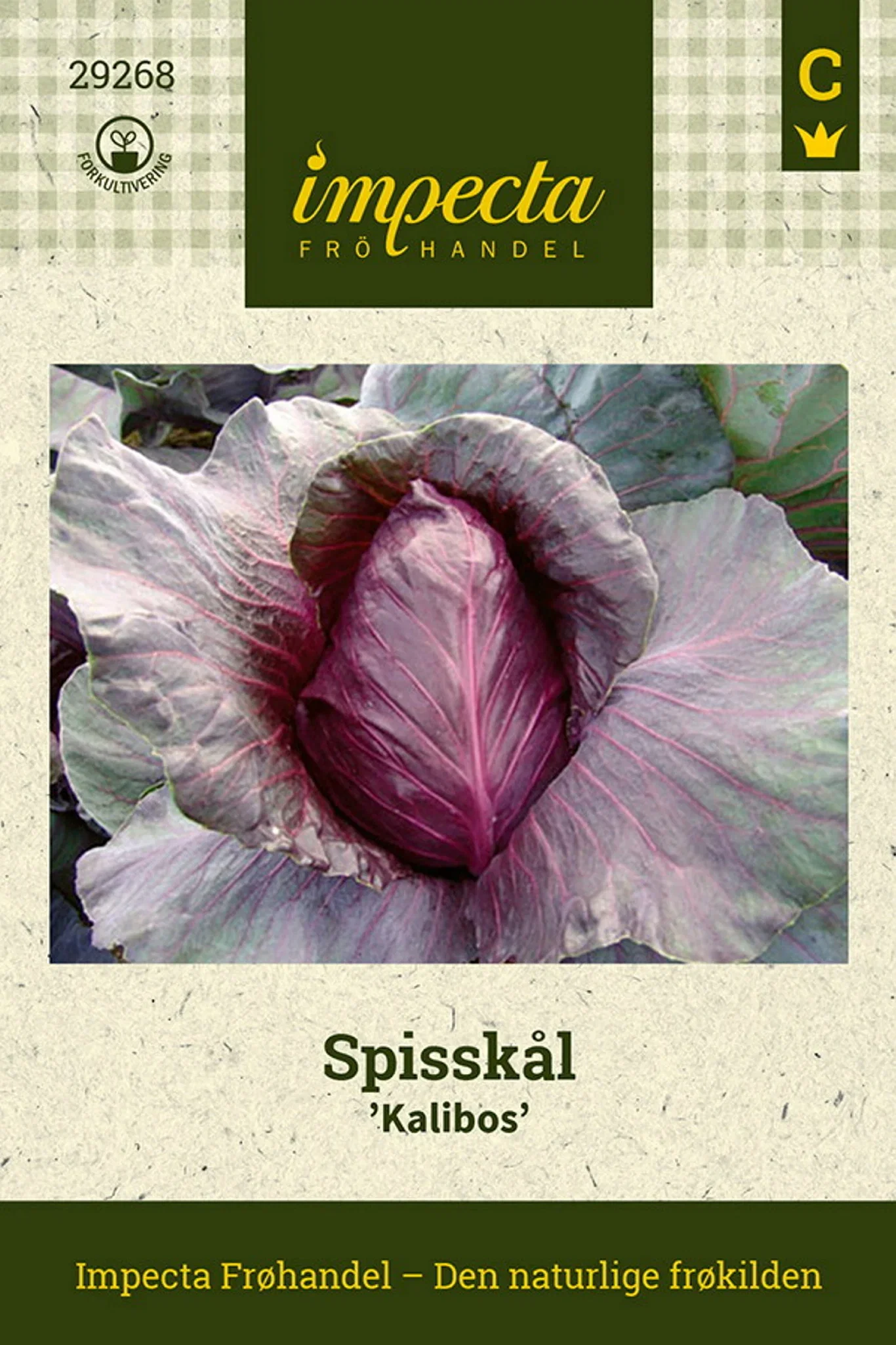 Brassica oleracea 'Kalibos' Spisskål 'Kalibos'