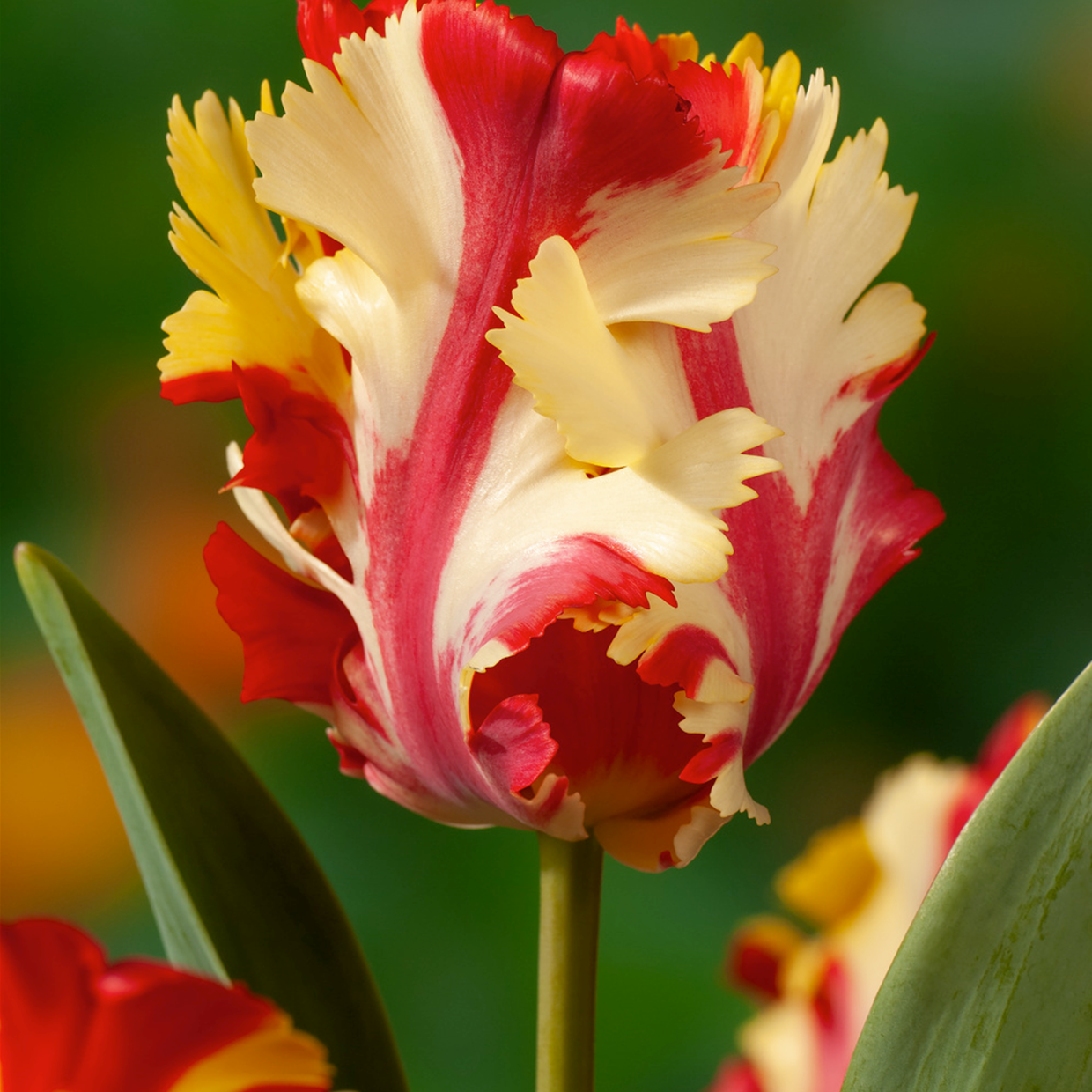 Tulipa flaming parrot - bulbes à fleurs x10 - tulipe - tulipe perruche