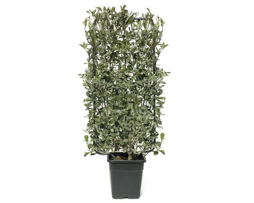 Witgroene mispel trellis FloraSelf Photinia fraseri 'Pink Marble' ® H110xB50 cm Co 18 L