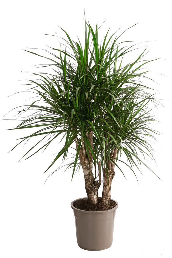 Drachenbaum - Dracaena marginata, verzweigt