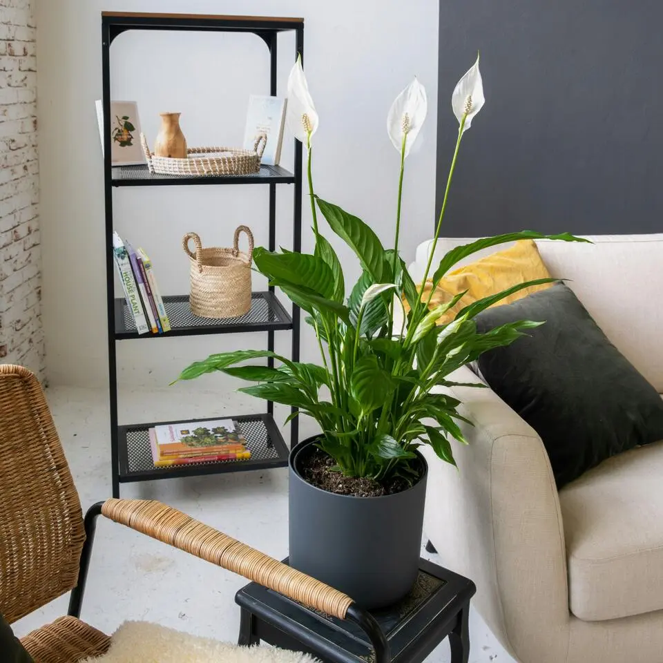 Lepelplant   Pokon - Set van 2 - Spathiphyllum 'Lima' - Hoogte 60-75cm - ⌀17cm