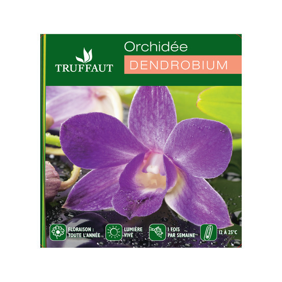Orchidée Dendrobium nobilé 1 tige - pot D.12 cm