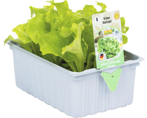 Groene sla 'Tizian' FloraSelf Lactuca sativa 6-pack