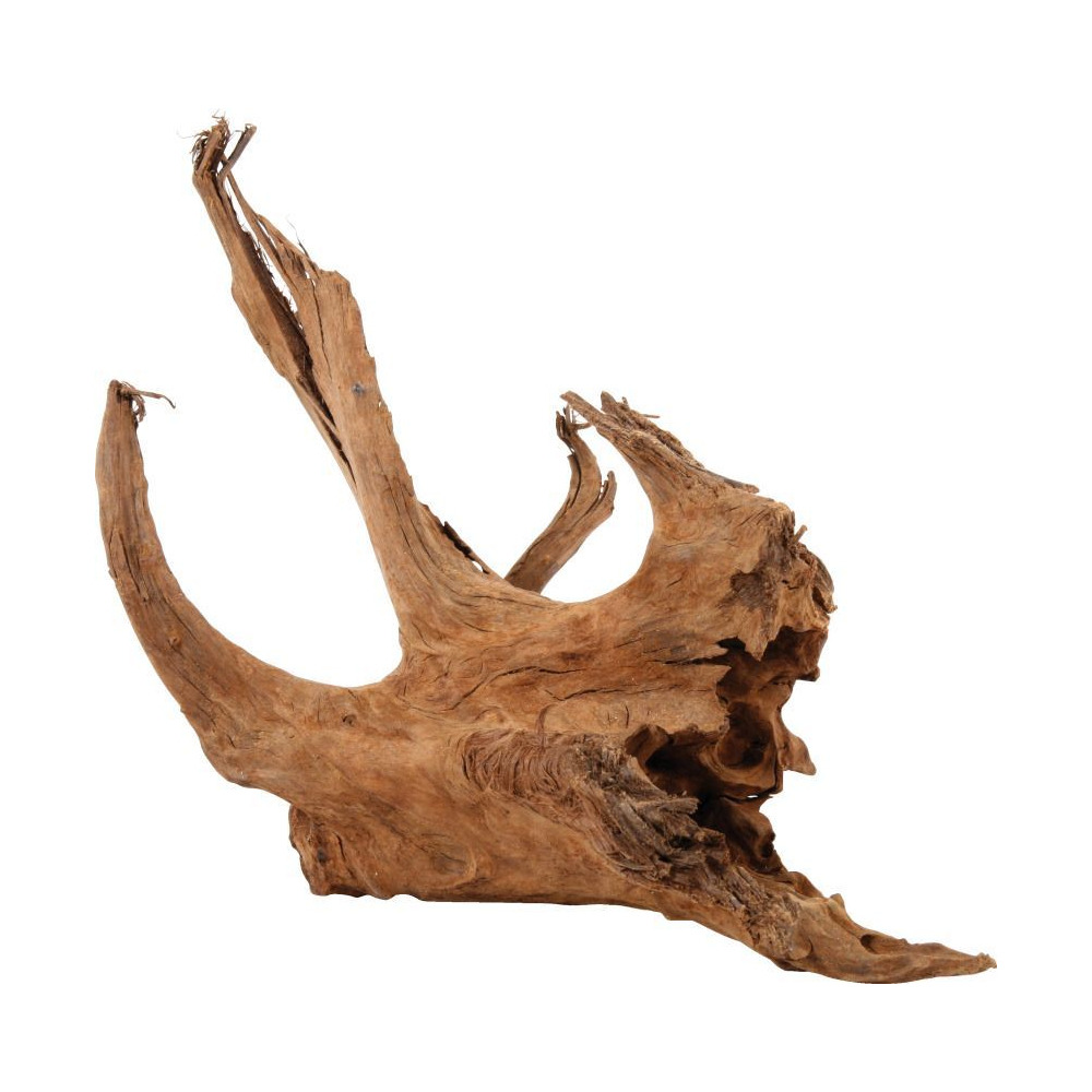 Racine naturelle mangrove 40/60 cm
