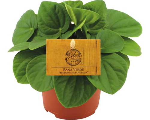 Peperomia, dwergpeper FloraSelf H 14-20 cm Ø 10,5 cm