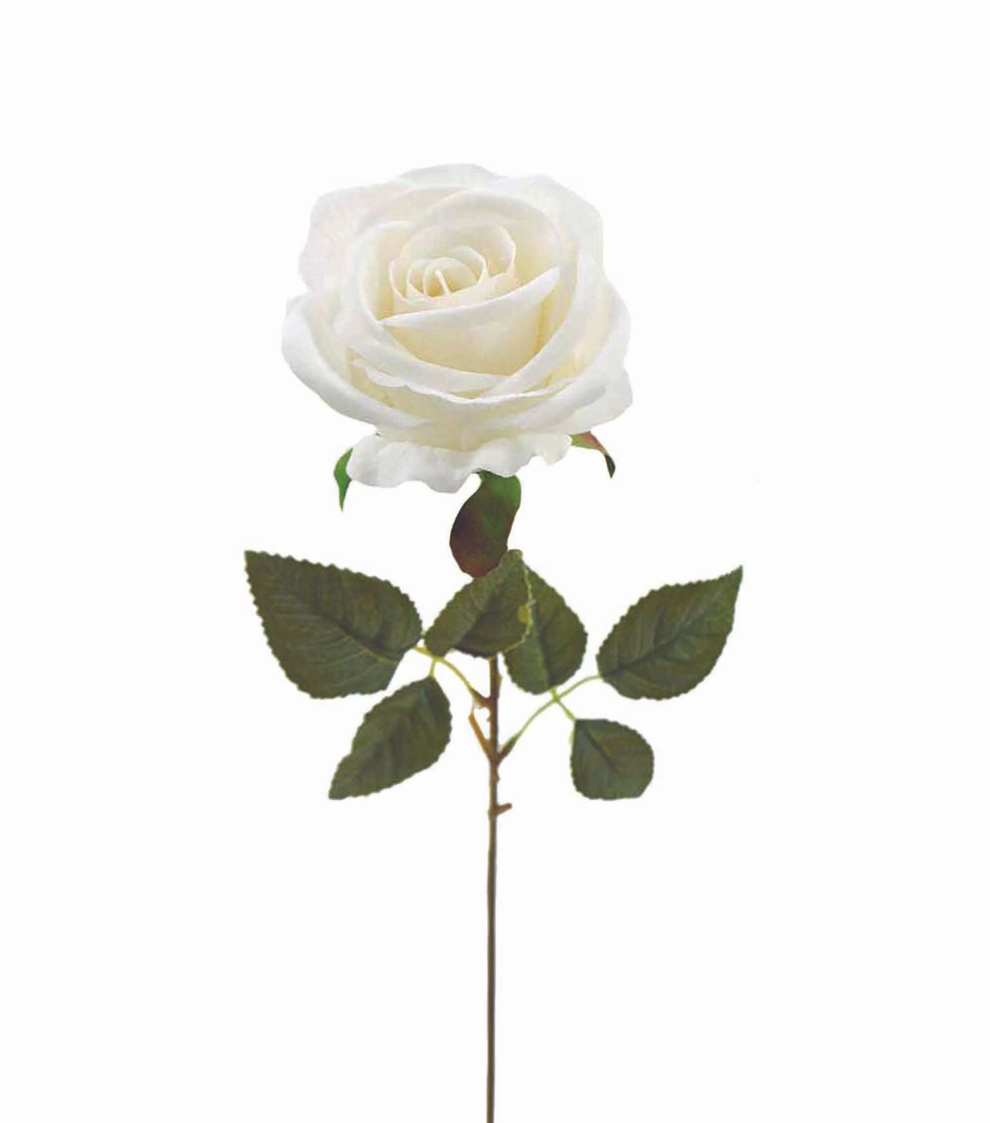 TIGE ROSE H.63CM BLANC