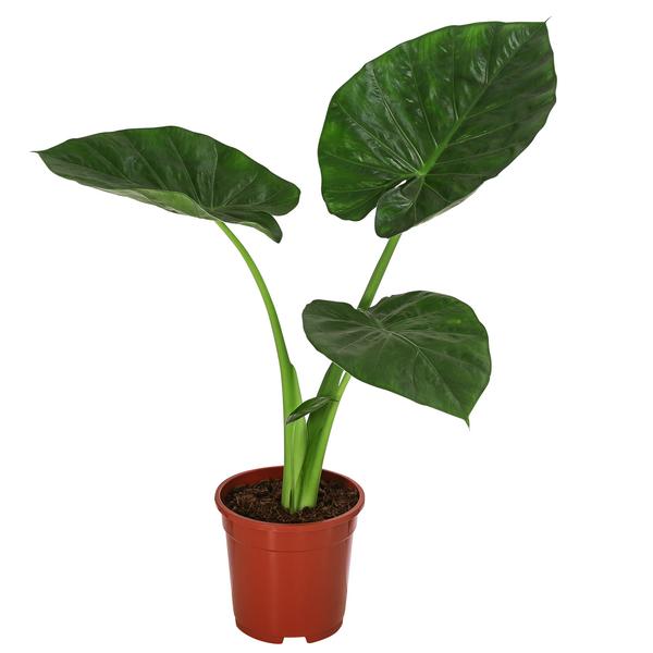 Pfeilblatt - Alocasia macrorrhiza