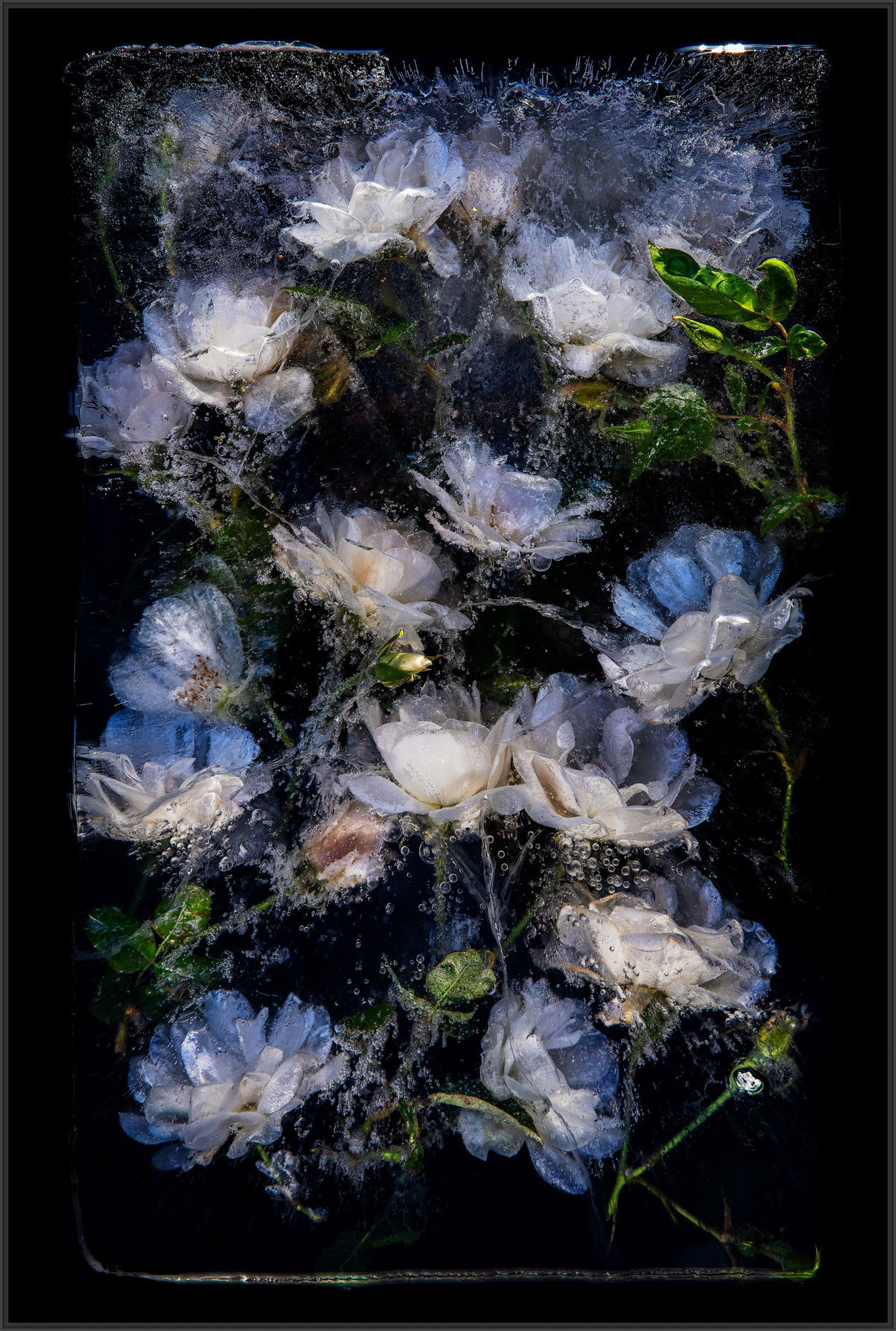 Rose Iceberg by Bruce Boyd - Limited Edition. Edition of: 150. Signed.