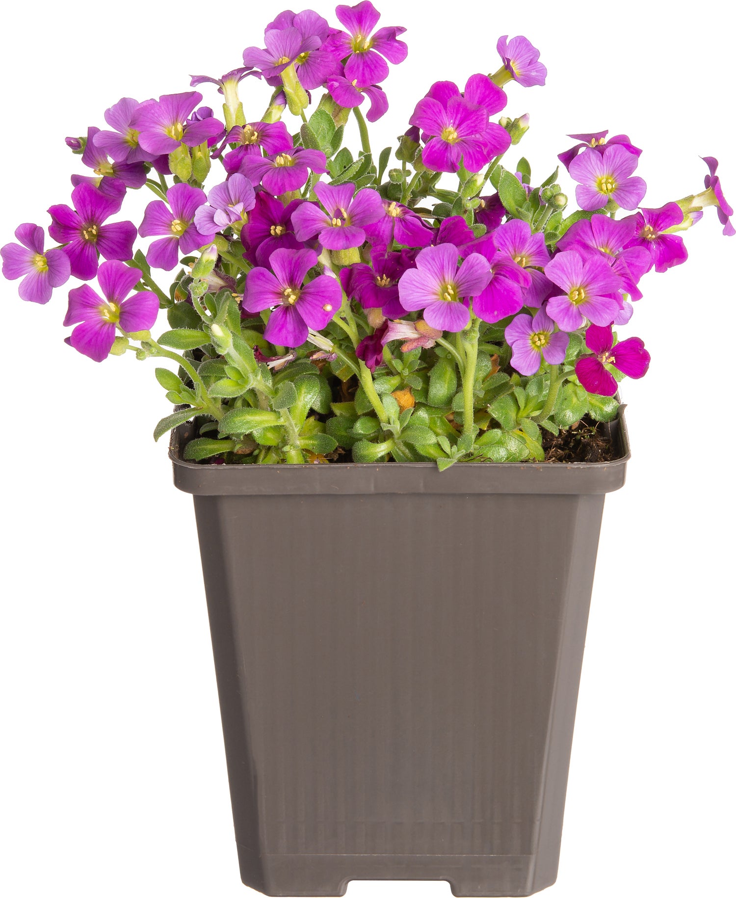 Blauwkussen (Aubrieta 'Cascade Red') D 9 H 10 cm