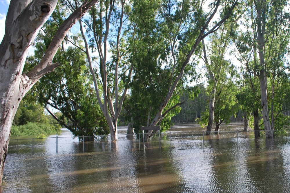 Gommier des rivières - 200 graines - avec substrat - eucalyptus camaldulensis