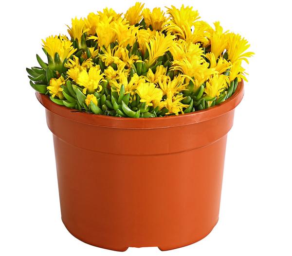 Mittagsblume 'Firespinner', verschiedene