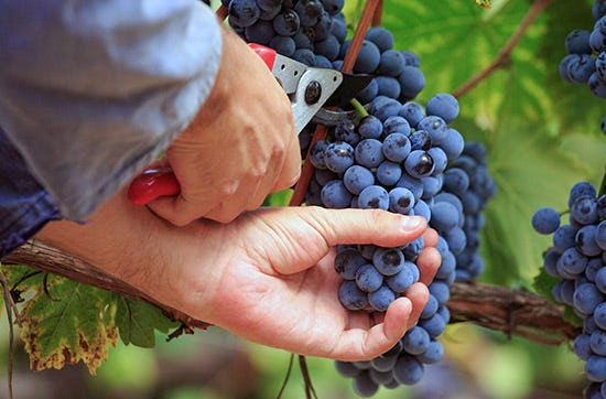 Wein selber machen in Zürich – Weinwissen mit Genuss
